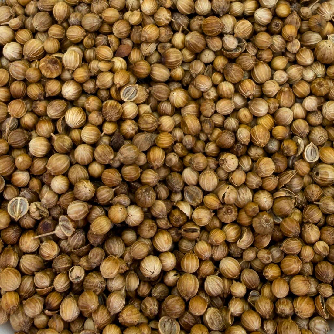 Coriander Seeds Whole Organic