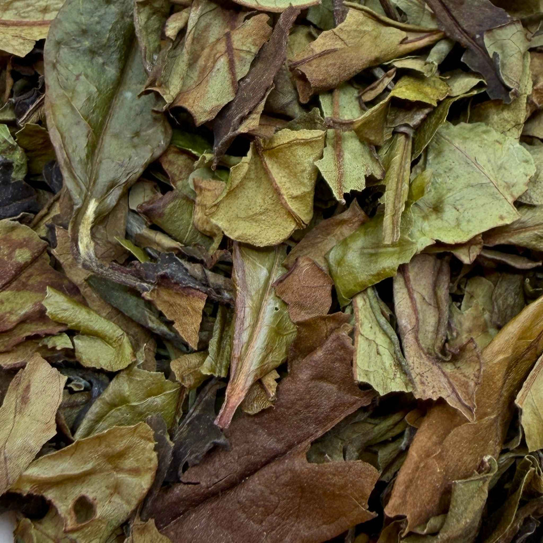 Organic White Peony Tea