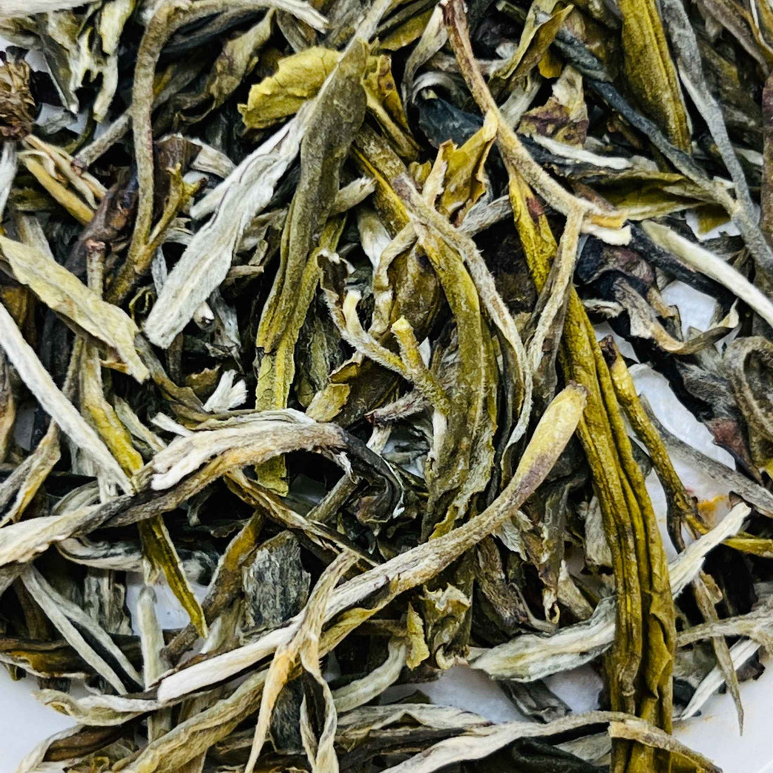 White Pine Needle Tea